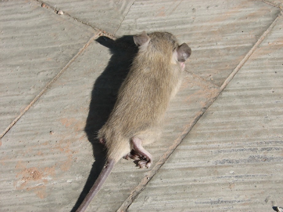 Ratto dei tetti (Rattus rattus)